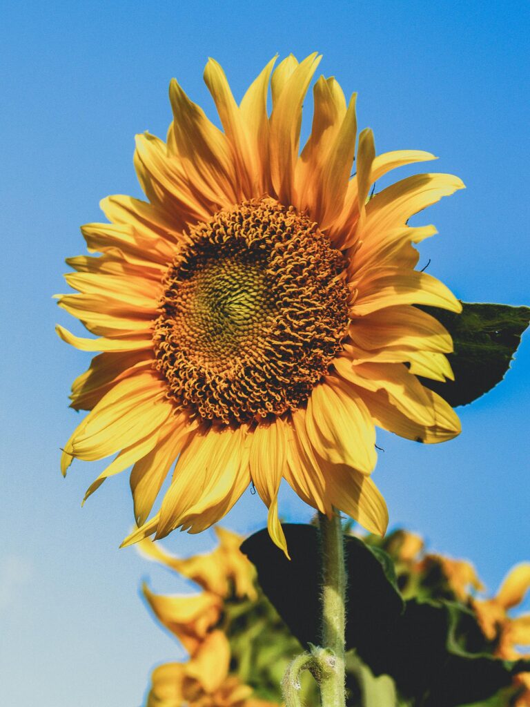 ann_sunflower_pexels-icon0-1214258