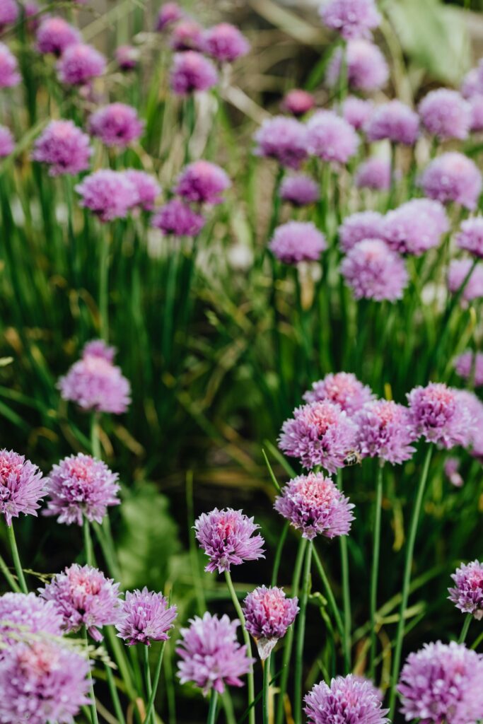 veg_chive_pexels-karola-g-4593989