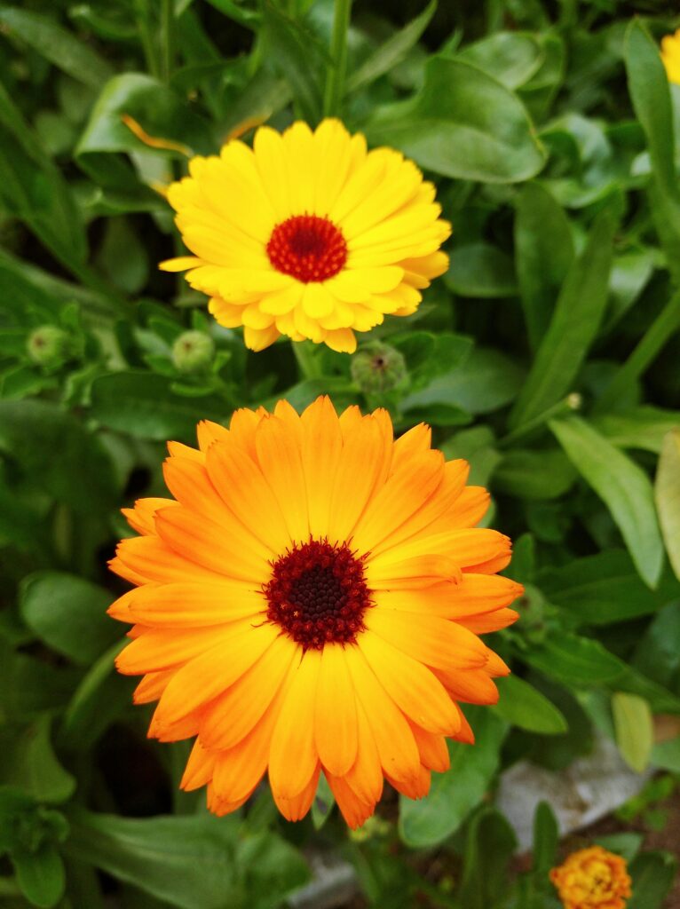 ann_calendula_pexels-md-abdur-rahman-1270929895-23952739
