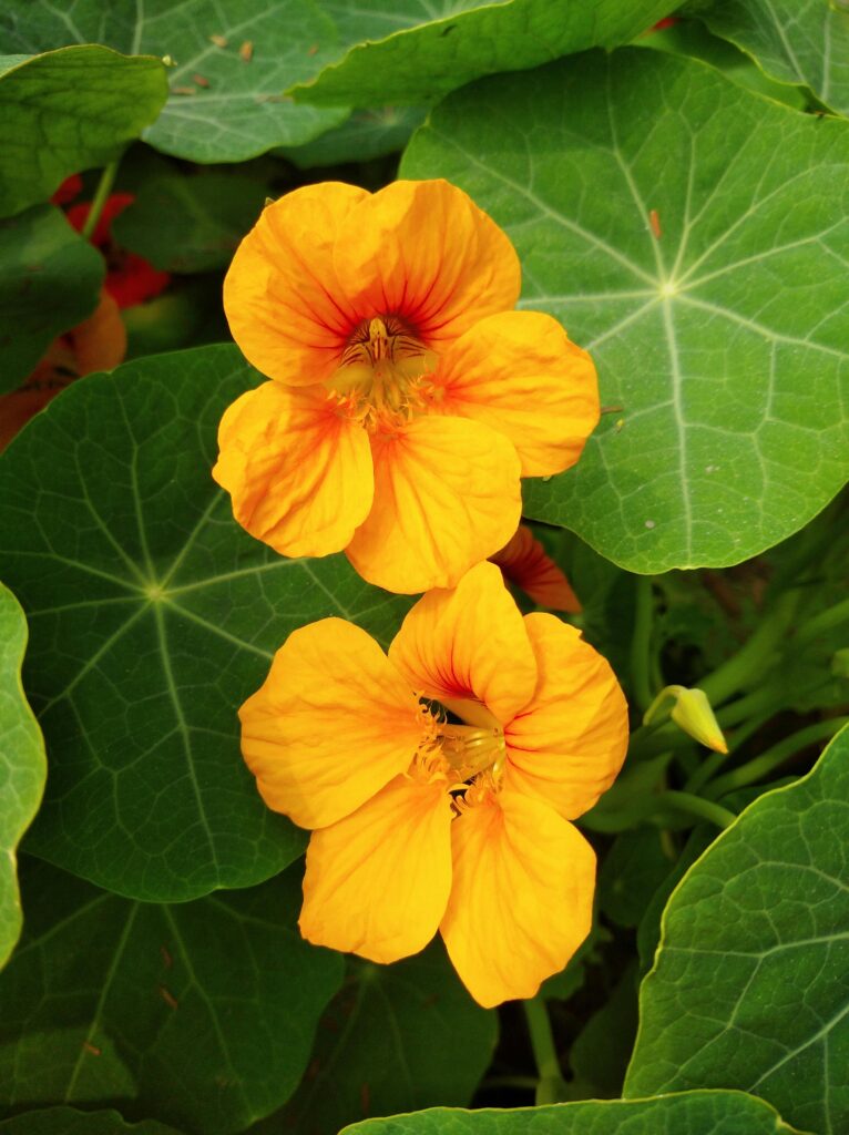 ann_nasturtium_pexels-md-abdur-rahman-1270929895-23952750