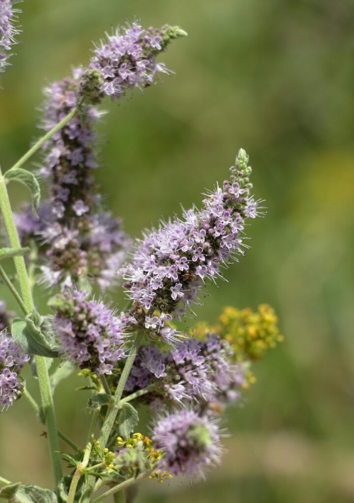 veg_per_anise_pexels-msaimakin-27080266