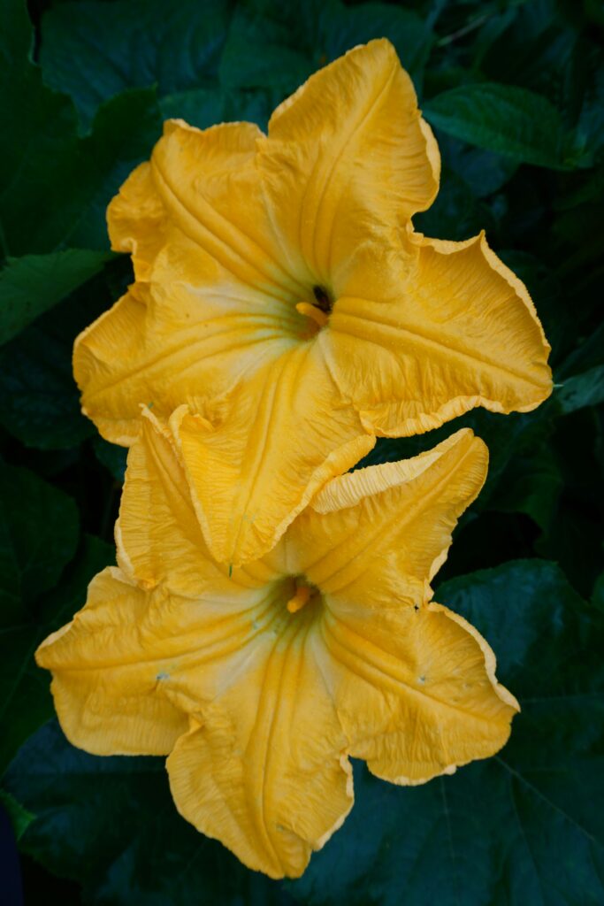 veg_squash_pexels-youtuber-25128702-33899717