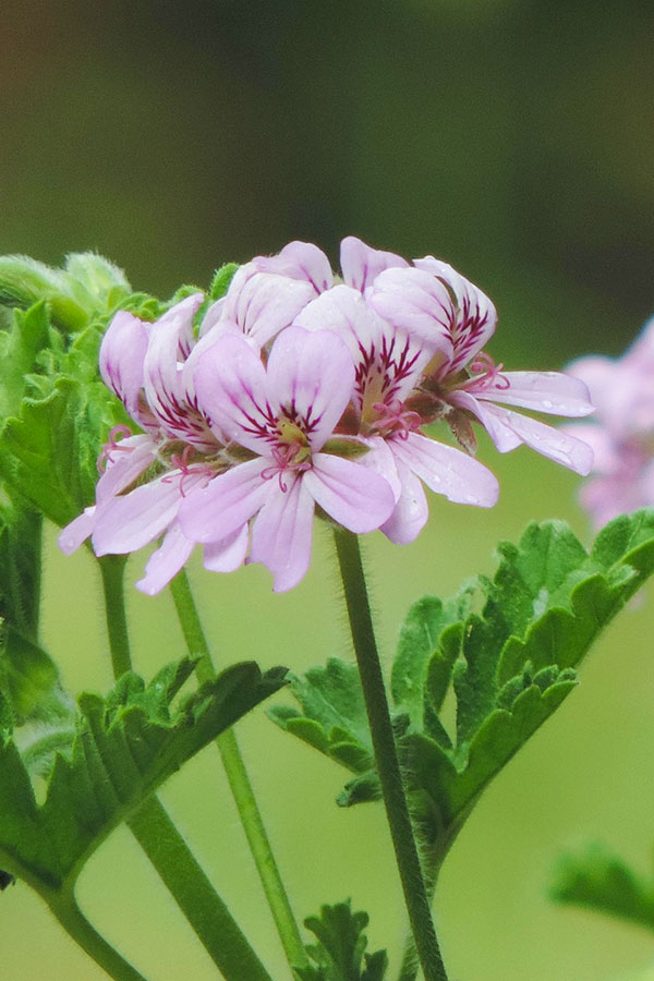 ann_veg_scentedGeraniums_lueleng-rose-geranium-5292131_1920