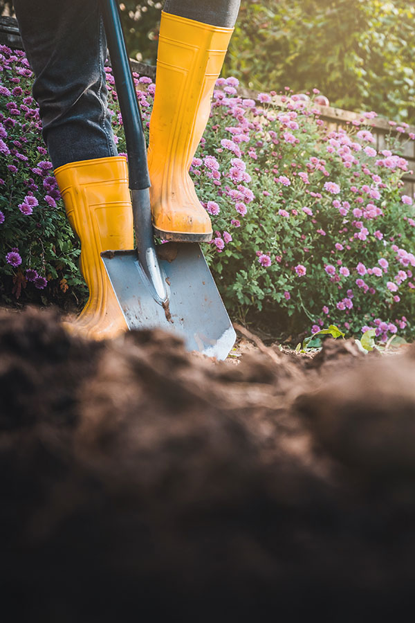 gs_amendments_shovel_asters_AdobeStock_464321914