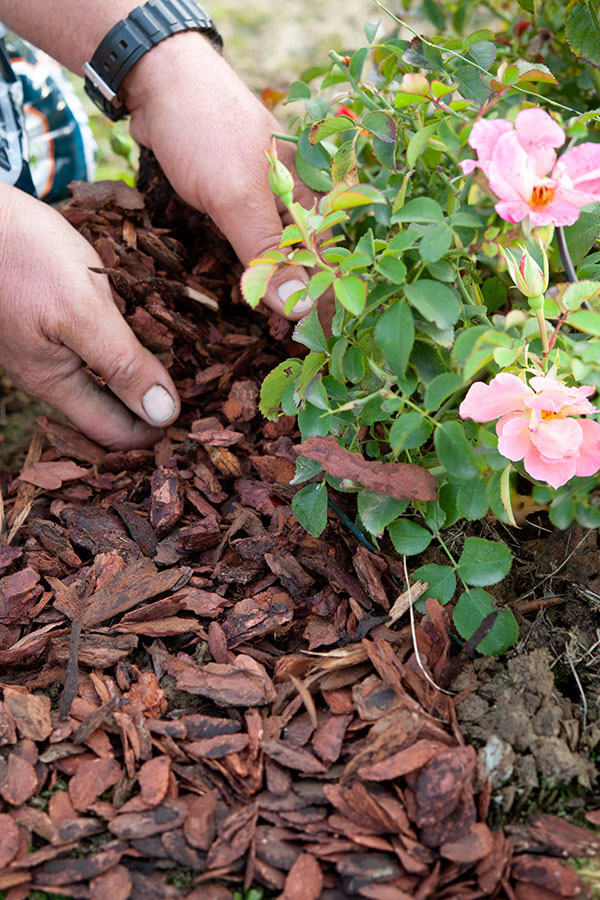 gs_mulch_woodChips_AdobeStock_391261163