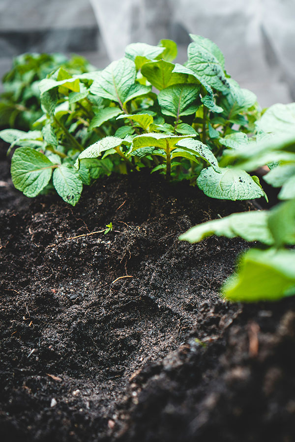 gs_soil_potatoes_jonathan-kemper-seAuOkajqj0-unsplash