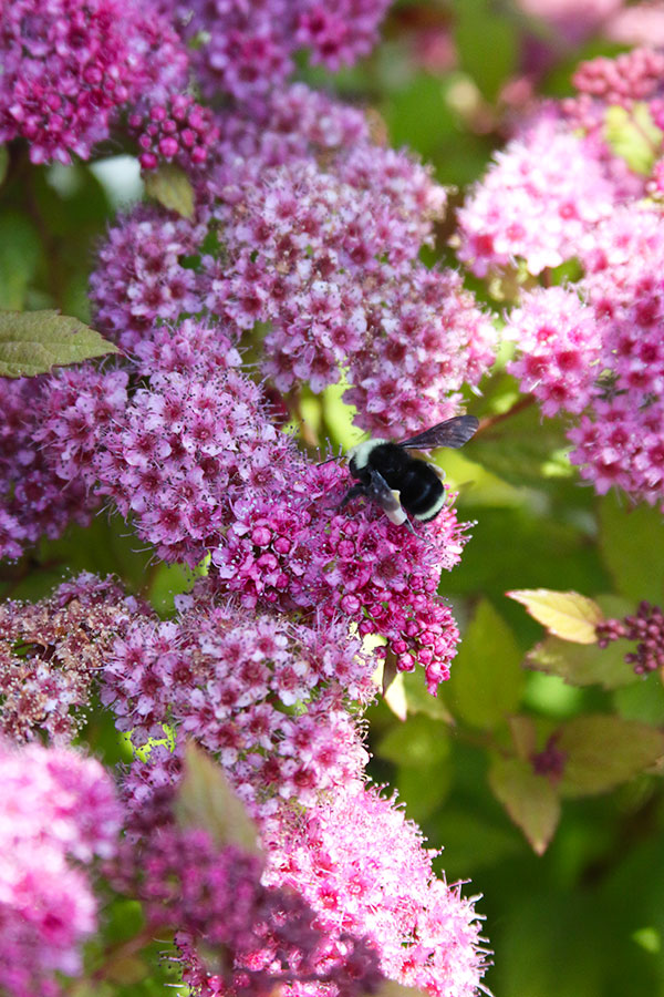 shb_spirea_bumblebee_5L9A9924