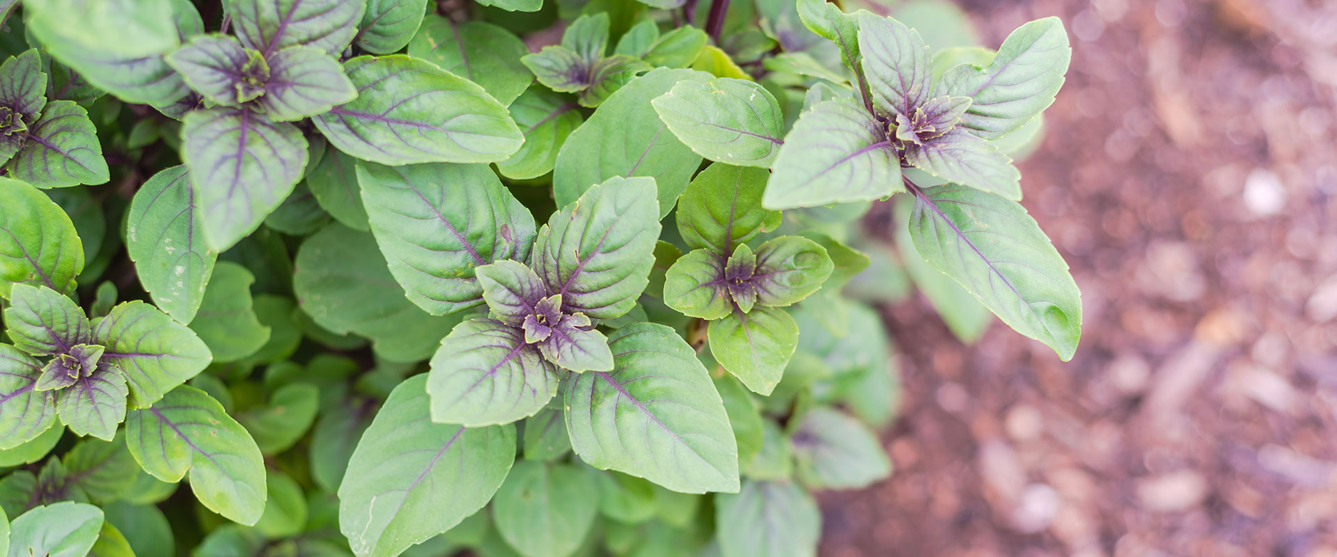 veg_herbs_holyBasil_h_AdobeStock_497270928