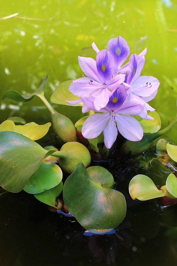 wtr_waterHyacinth_water-hyacinth-989003_1920