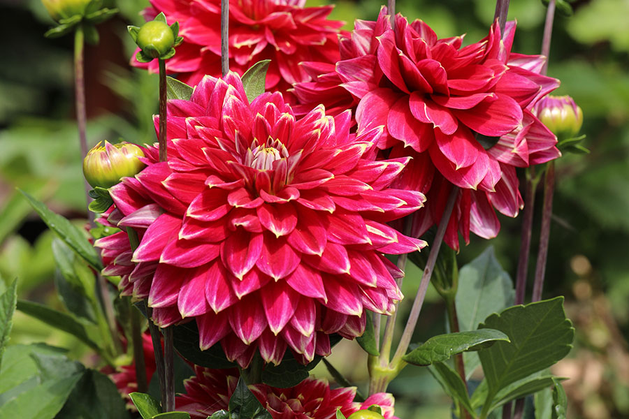 ann_dahlias_horiz_AdobeStock_166101022