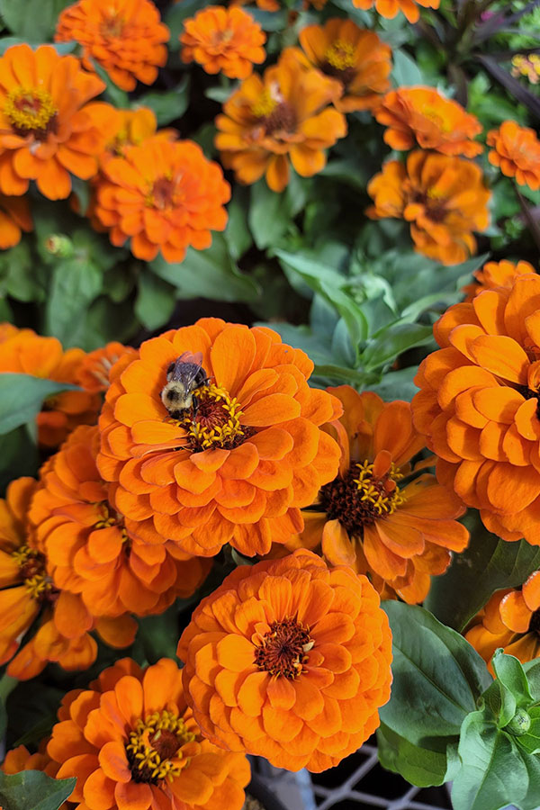 ann_zinnia_orangeBee_pexels-andrew-774967706-18934622