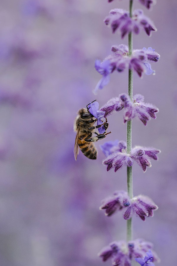 per_lavender_honeybee_aaron-burden-JN1Lvw3EJaU-unsplash