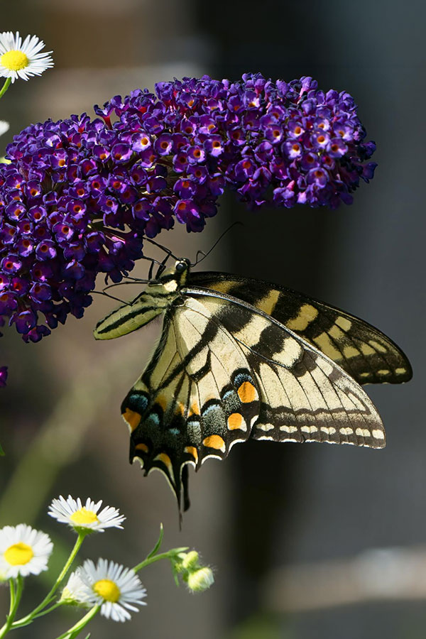 shb_buddleia_swallowtail_pexels-pete-weiler-784399974-26897976