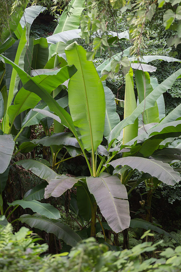 tr_banana_musaBasjoo_AdobeStock_345705659