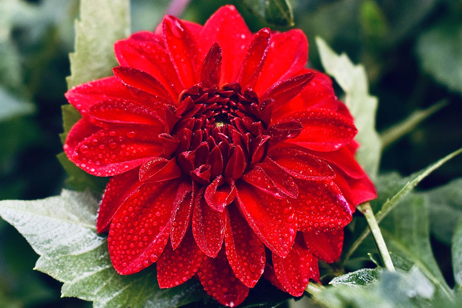 ann_redDahlia_pexels-nature-soul00-162805161-10837935