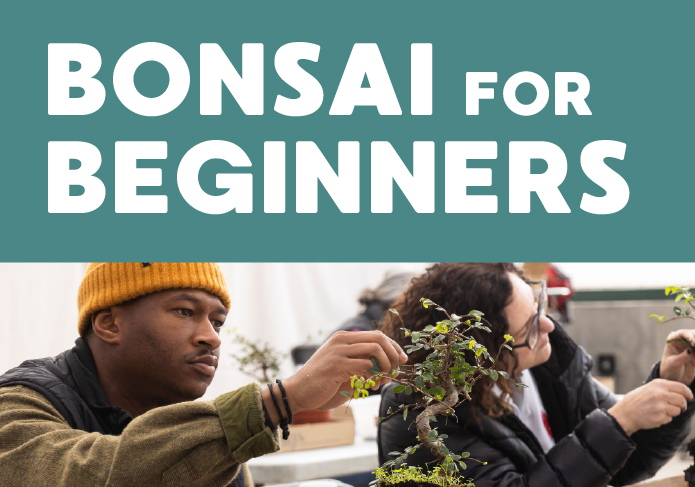 ec_web_bonsaiForBeginners