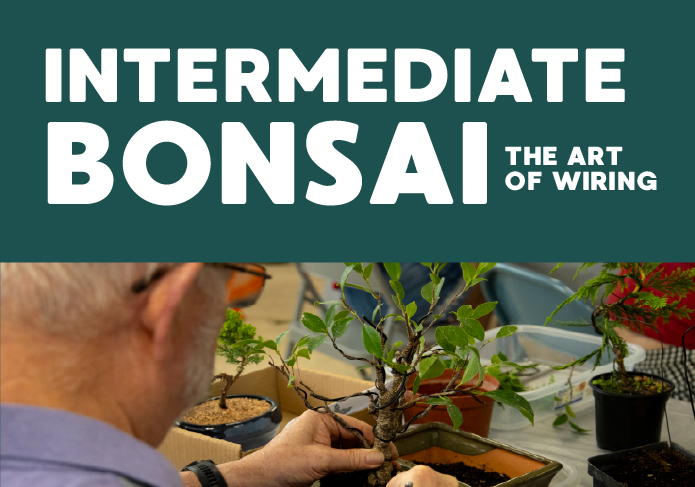 ec_web_intermediateBonsai