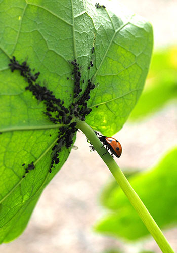misc_aphidsLadybugs_ladybug-1271997_1920_edit
