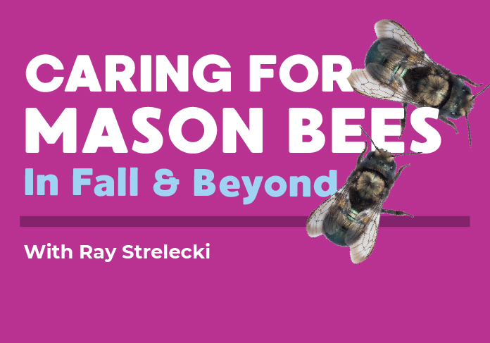 ec_masonBeesFallCare_website