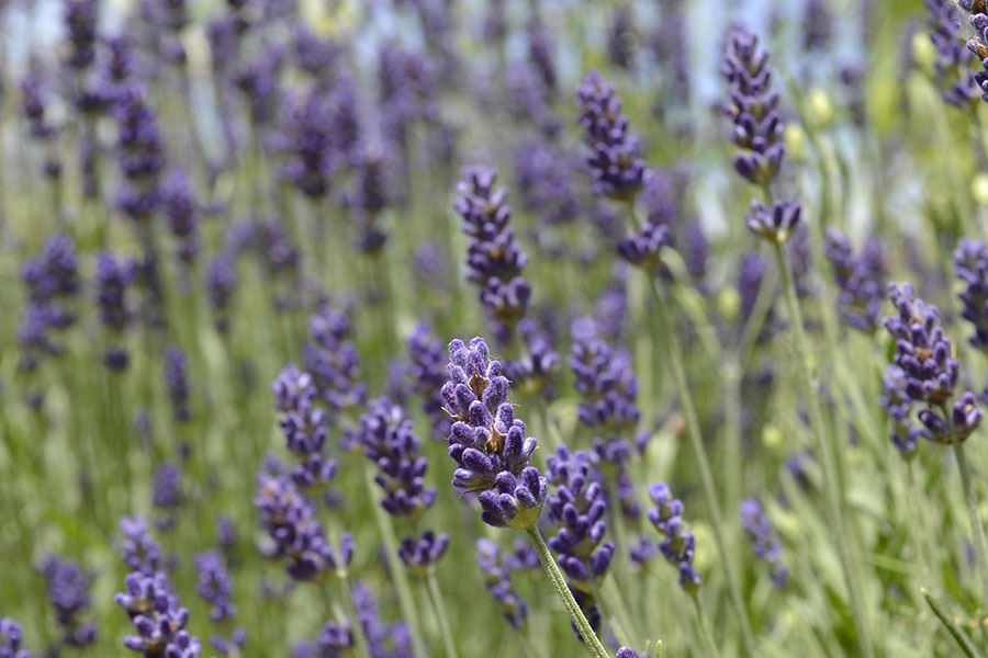 per_lavender-2399314_1920