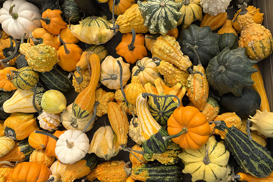 pumpkins_minis_fal_IMG_3629