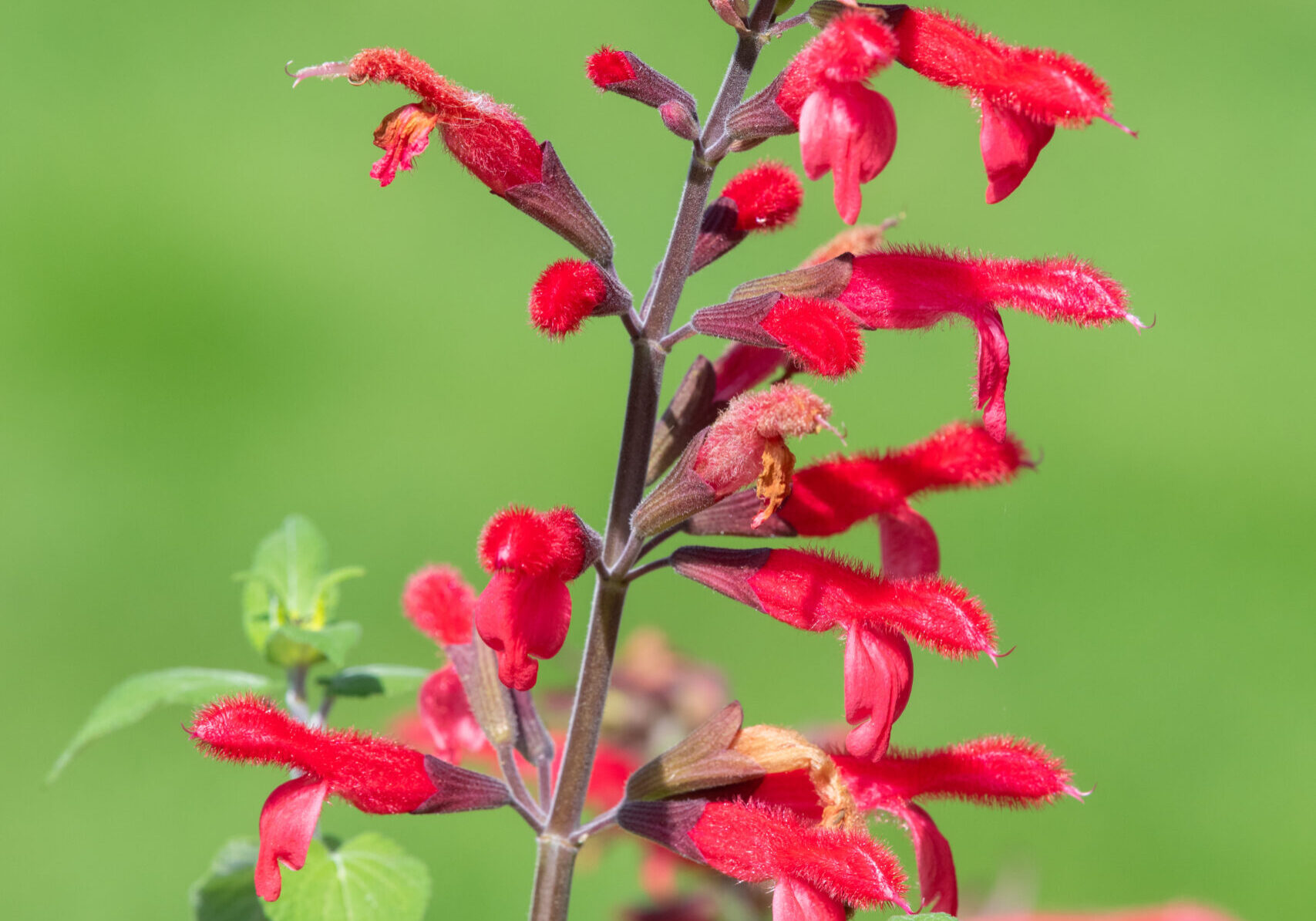 Close up of pineapple sage (salvia elegans) flowers in bloom