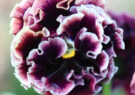 Photo: Three Brothers Blooms