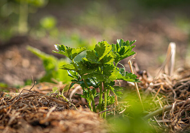 celery stalk with mulch