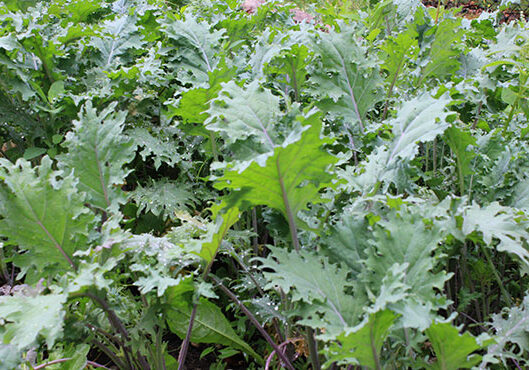 Russian red kale