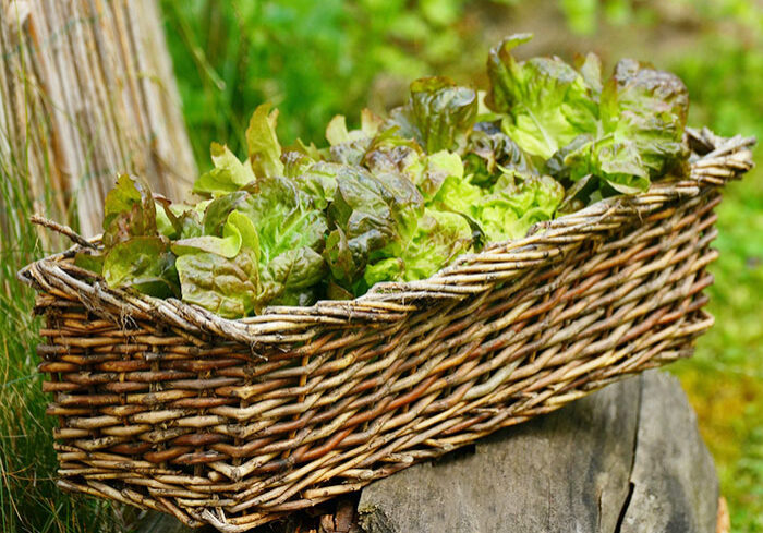 e_lettuce_salad_spr_700x500_salad-1516689_1920