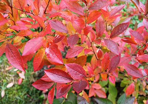 bright red and orange blueberry leaves in fall