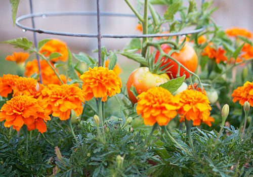 e_tomatoes_marigolds_spr_500x350_9473457079_47563f9431_b