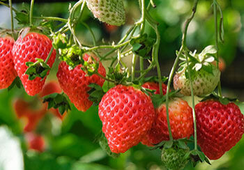 fr_strawberry_henry-co-rfK7qmyPOEg-unsplash