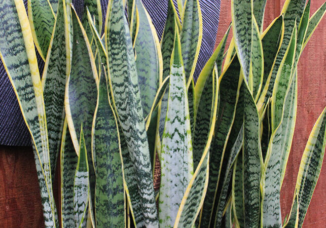 snake plant