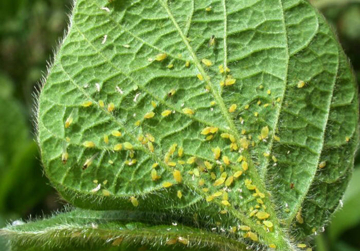 around fifty aphids concentrated on a leaf