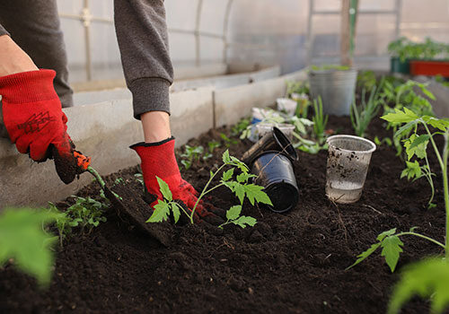 misc_gardening_tomatoes_500x350_greenhouse-g5cc2f7faf_1920