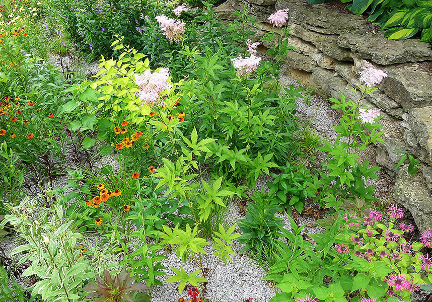 misc_rainGarden_1100x600_Rain_garden_(2014)