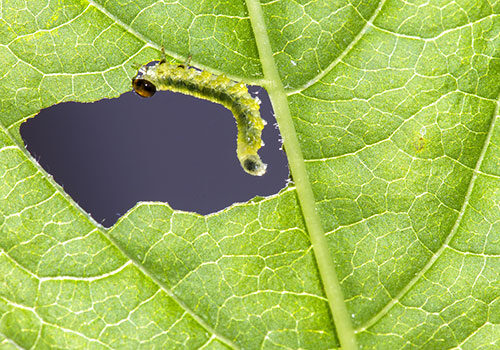 misc_sawfly_damage_pests_sum_blog_500x350_sawflies-larvae-2465832_1920