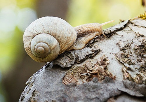 misc_snail_pests_spr_500x350_snail-1606045_1920