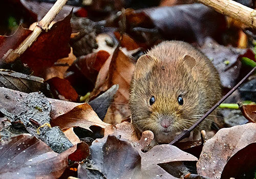 misc_vole_pest_500x350_mouse-5995882_1920