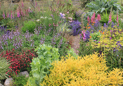 perennial flower bed in summer