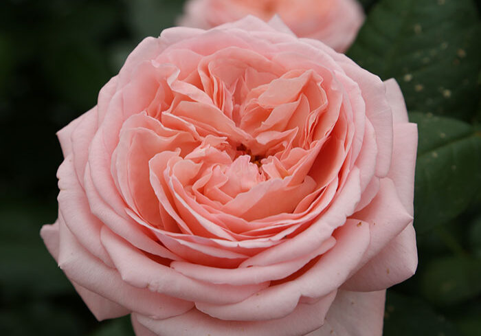 Image Credit: Star Roses