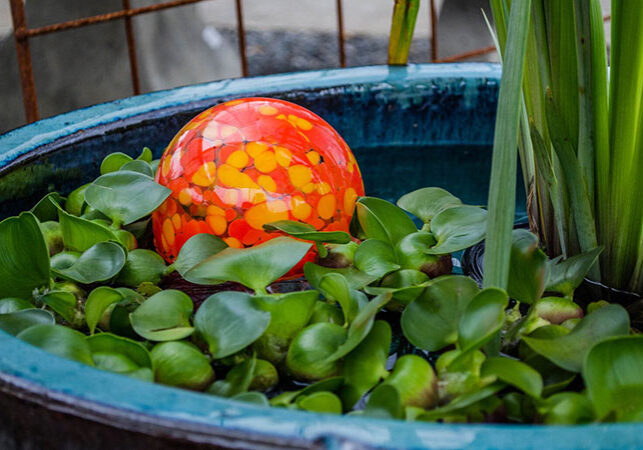 water garden bowl